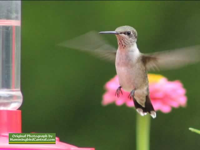 Hummingbird hovering while working a feeder in East Texas